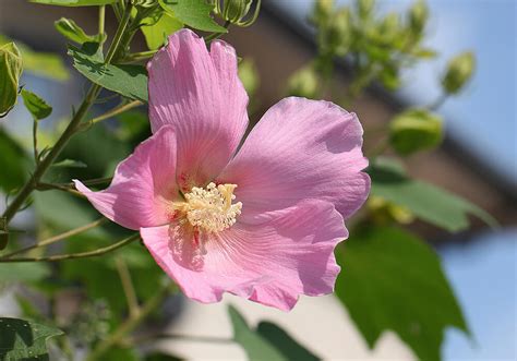 芙蓉種植方法|芙蓉（フヨウ）の育て方｜美しい花を咲かせる栽培の 